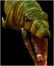 Dallasaurus, mega beasts