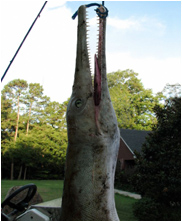 Dolichorhynchops, mega beasts