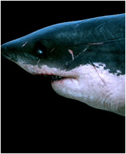 Ginsu Shark, Cretoxyrhina mantelli, mega beasts