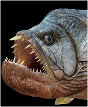 Xiphactinus, mega beasts