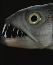 Tylosaur, Styxosaurus Snowii, sea monsters