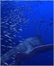 Tylosaur, Styxosaurus Snowii, sea monsters