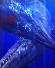 Tylosaur, Styxosaurus Snowii, sea monsters