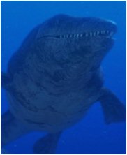 Tylosaur, Styxosaurus Snowii, sea monsters