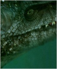 Tylosaur, Styxosaurus Snowii, sea monsters