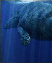 Tylosaur, Styxosaurus Snowii, sea monsters